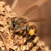 شنیدن دوباره ی صدای زنبورها در «دورست»: زنبورها و فناوری ارتباطات فردی